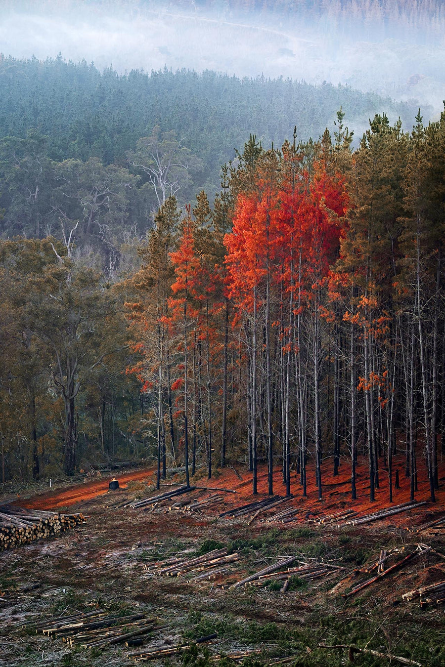 Nannup Pine Plantation, South Western Australia | Christian Fletcher Photo Images | Landscape Photography Australia