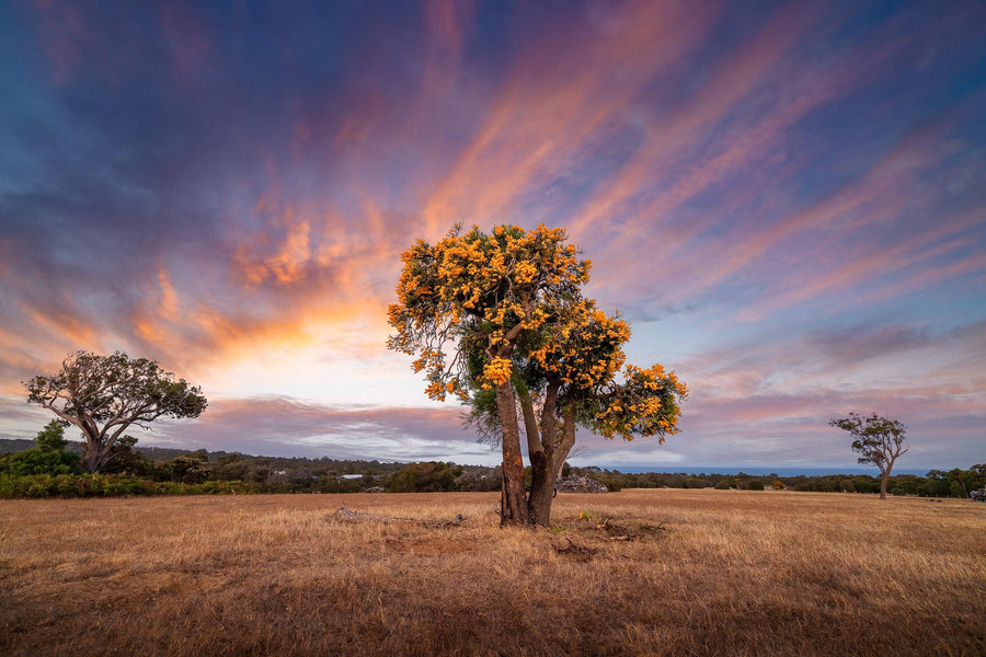 Christmas Tree, Dunsborough, Western Australia