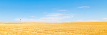 Wheat and windmills, Dalwallinu, Western Australia