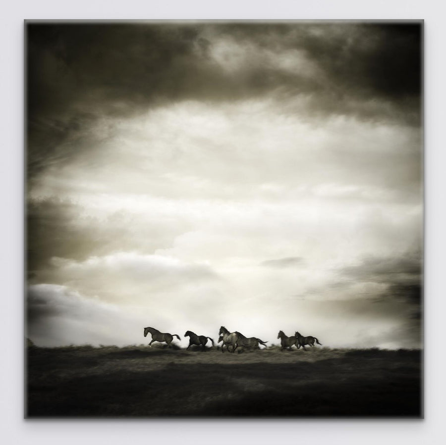 Horses 75x75cm Stretched Canvas