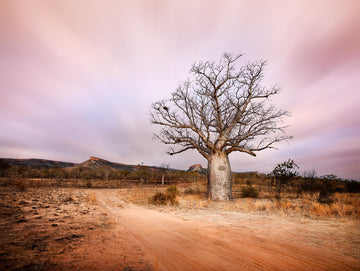 Boab Tree, Kimberley, North Western Australia - Christian Fletcher Gallery