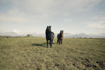 Horses, Iceland - Christian Fletcher Gallery