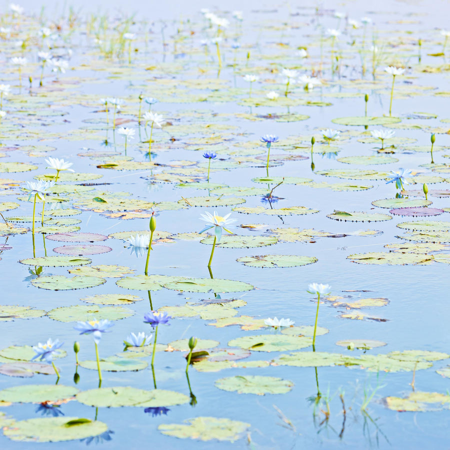 Water Lilies, flowers, LTD | Christian Fletcher Photo Images | Landscape Photography Australia