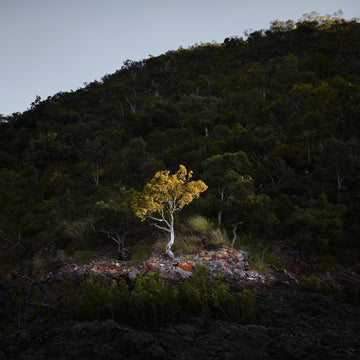 Tree, North Western Australia - Christian Fletcher Gallery