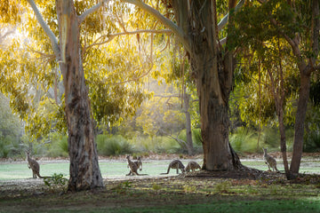 Kangaroos, Dunsborough, South Western Australia | Christian Fletcher Photo Images | Landscape Photography Australia