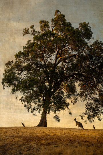 Kangaroos under the Marri Tree,  LIMITED EDITION