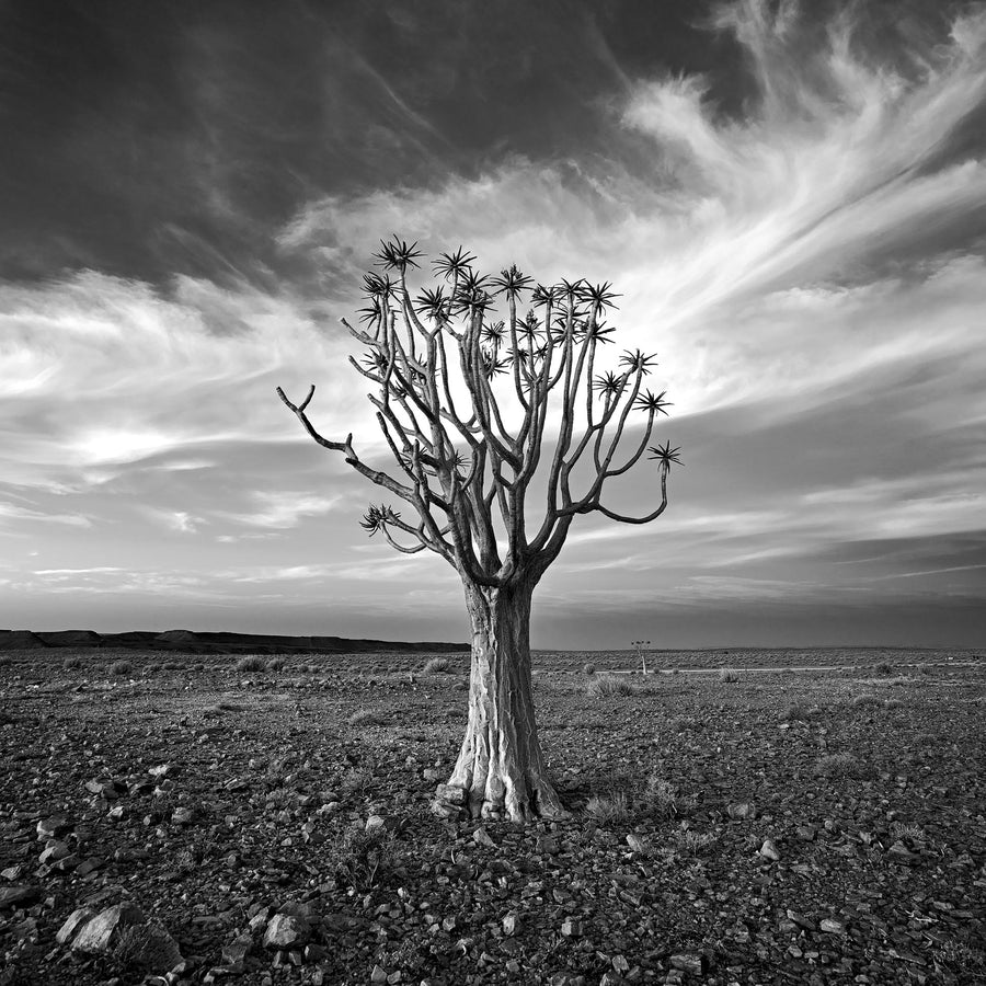 Quiver Tree, Fish River Canyon, Namibia, Africa - Christian Fletcher Gallery