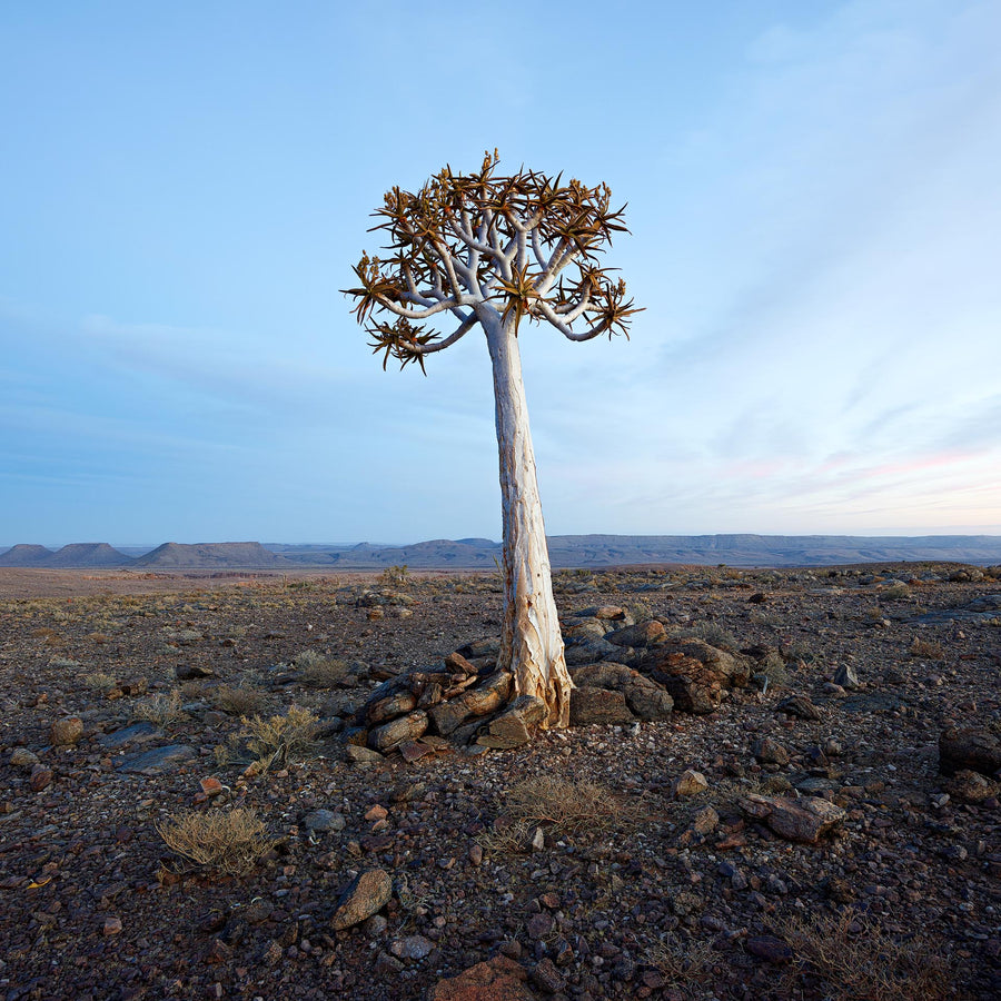 Quiver Tree, Fish River Canyon, Namibia, Africa - Christian Fletcher Gallery