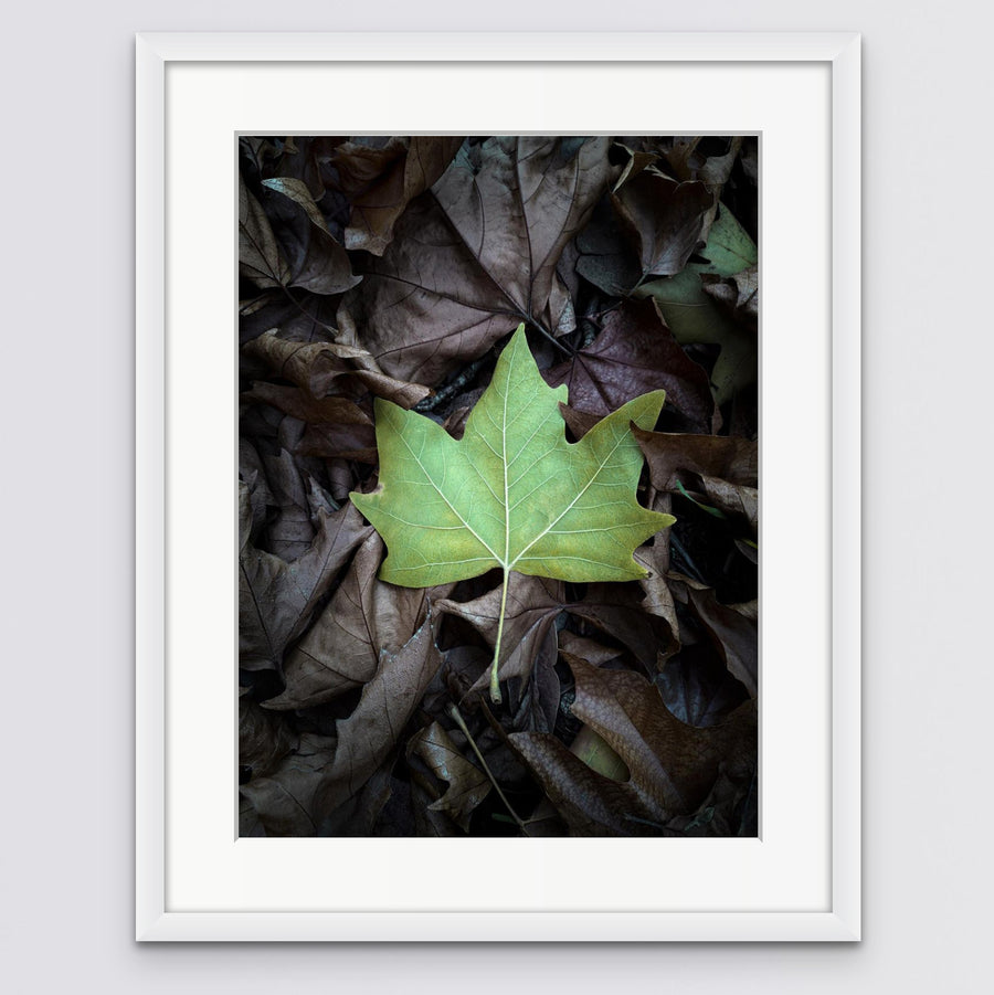GREEN LEAF, NANNUP Limited Edition 75x100cm FRAMED in white