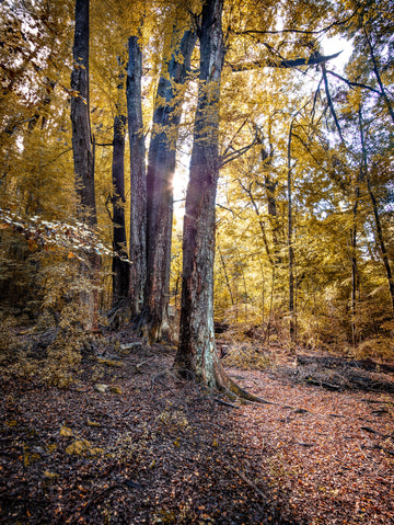 Forest, Queenstown, New Zealand - Limited Edition 67x100cm Print Only