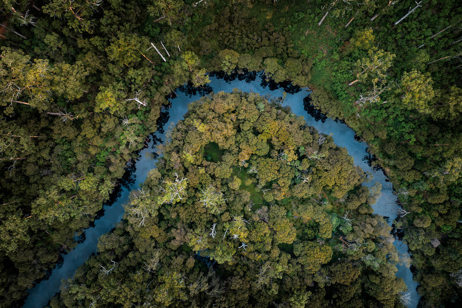 An aerial photograph the Warren River in the Pemberton/Manjiump region of South Western Australia.  The river meanders through the stunning Karri Forest on its journey to the Southern Ocean.