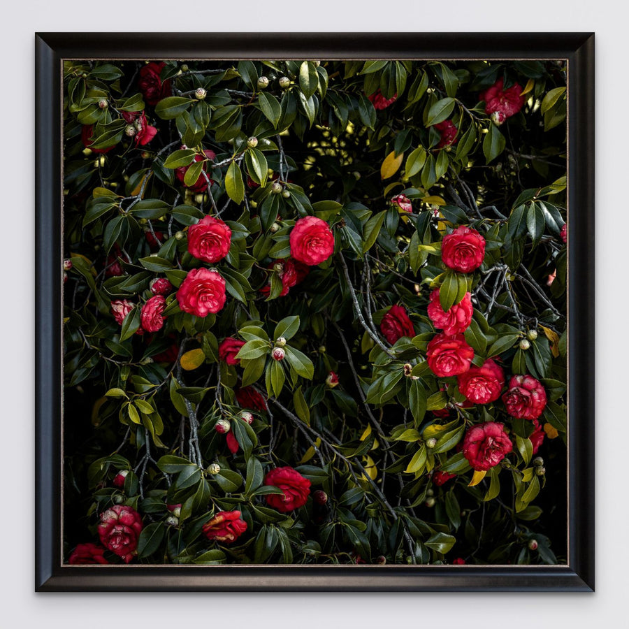 Pemberton, LIMITED EDITION 1/1, 100x100cm Stretched Canvas with black Bellini Frame