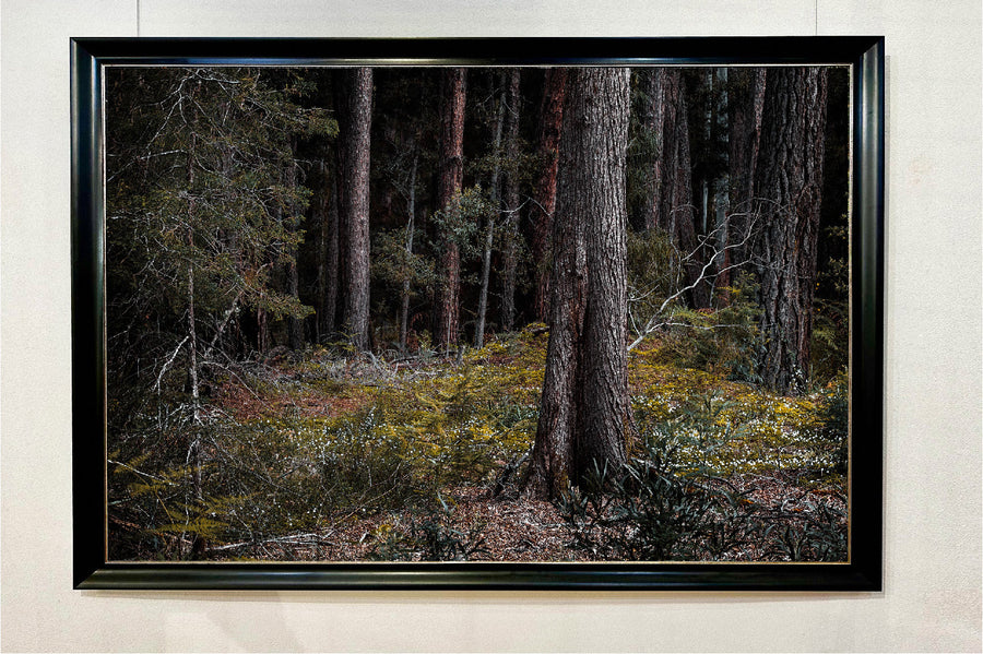 Big Brook, Pemberton, LIMITED EDITION 1/1, 116x175cm Stretched Canvas with black Bellini Frame