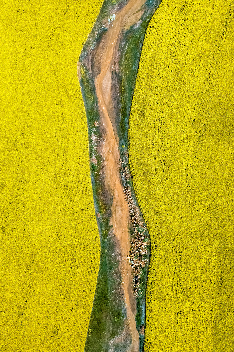 The yellow canola fields around York, Mid Western Australia.  Abstract aerial photography by Christian Fletcher