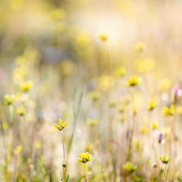 Wildflowers, Western Australia
