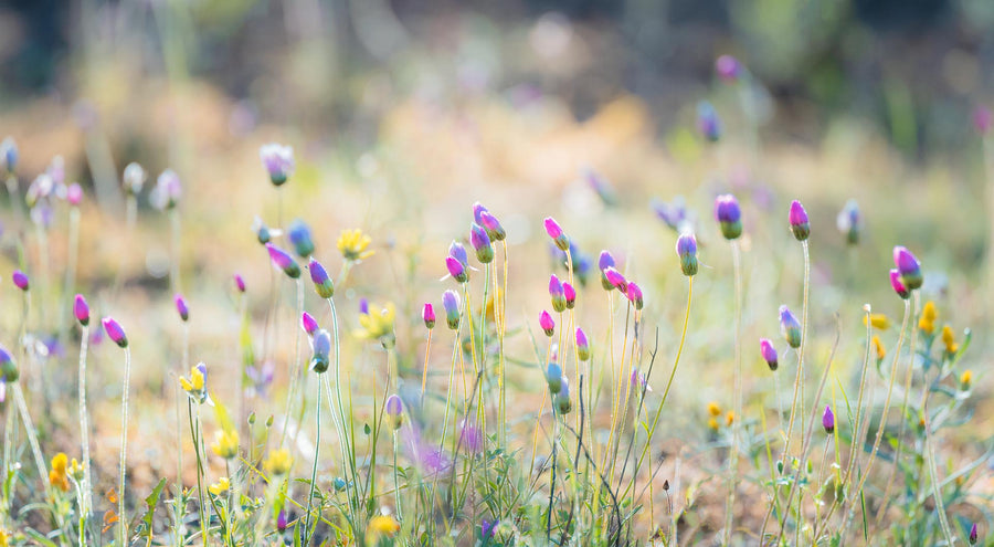 Wildflowers, Western Australia
