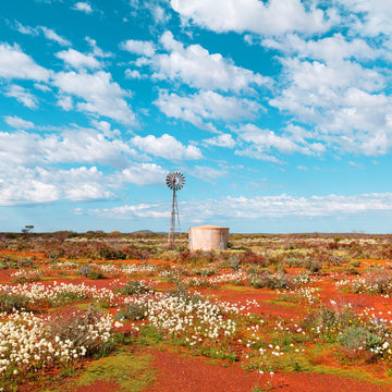 Wildflowers at Yalgoo, North Western Australia